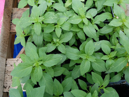 Pianta di Basilico greco (fine verde) in vaso