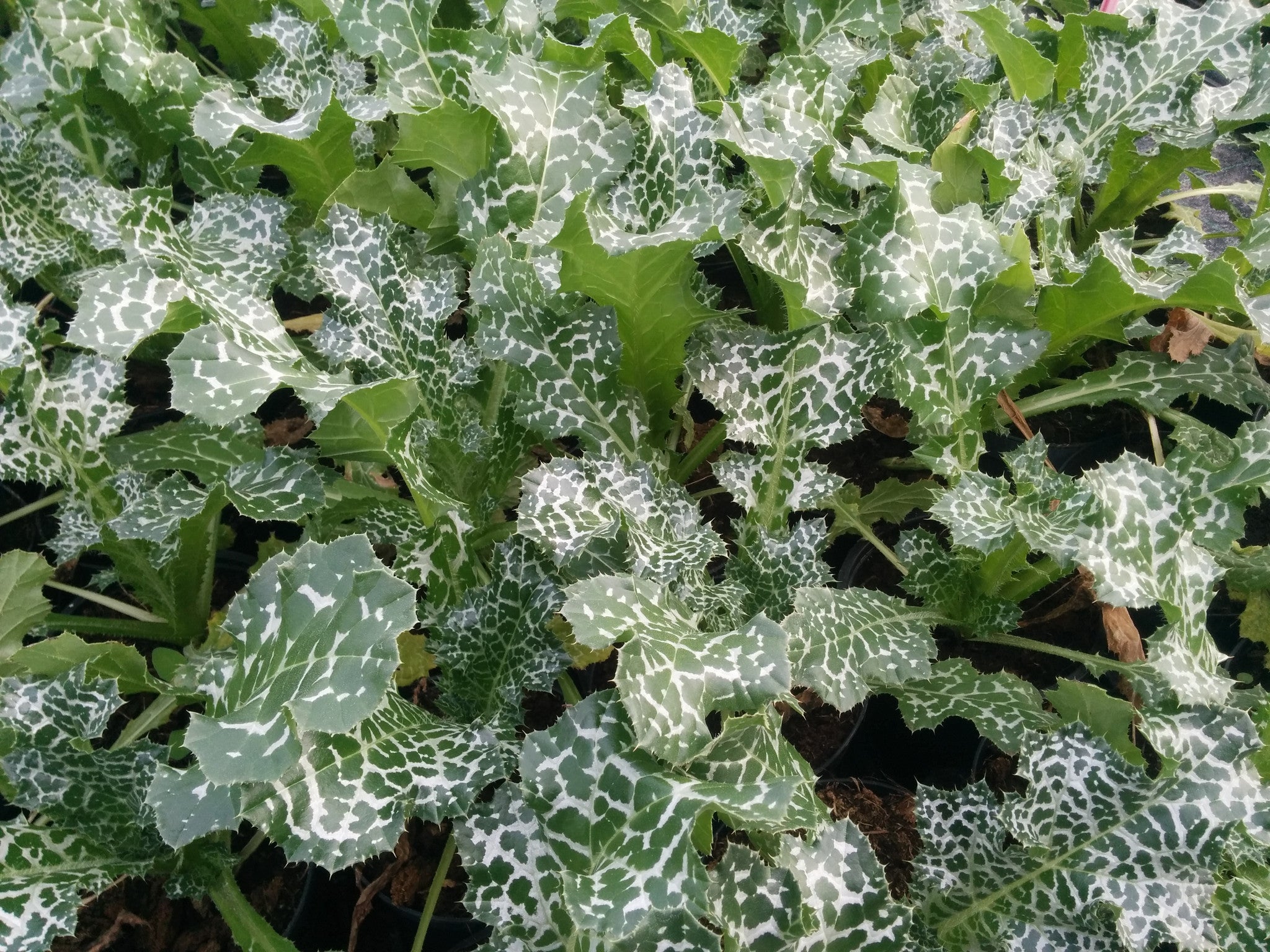 Plante de chardon-Marie en pot