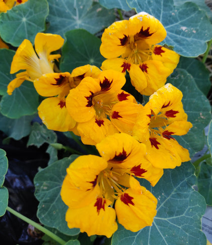 Pianta di Nasturzio semplice (tropaelo) vaso