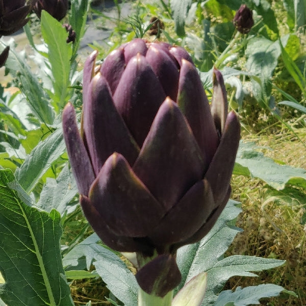 Pianta di Carciofo violetto Tema 2000