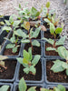 Plant de pistache en pot