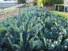 Sementi di Broccolo verde PRECOCE d'Albenga