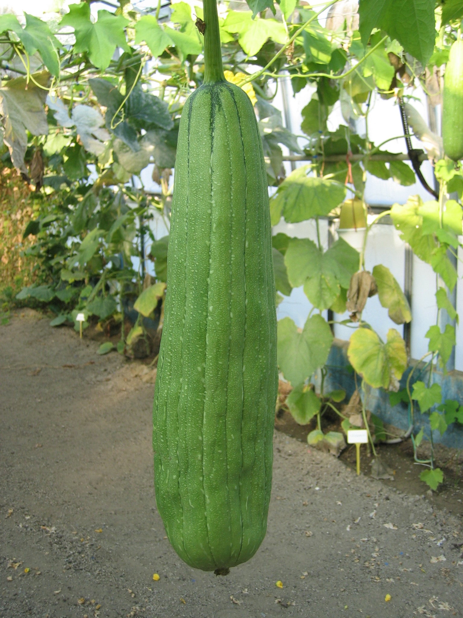 Graines de courge éponge végétale