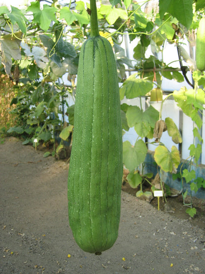 Sementi di Zucca spugna vegetale