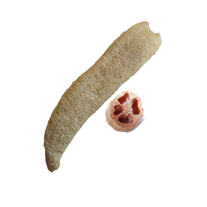 Pianta di Zucca spugna vegetale