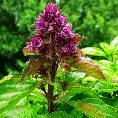 Pianta di Basilico "Magical Michael"