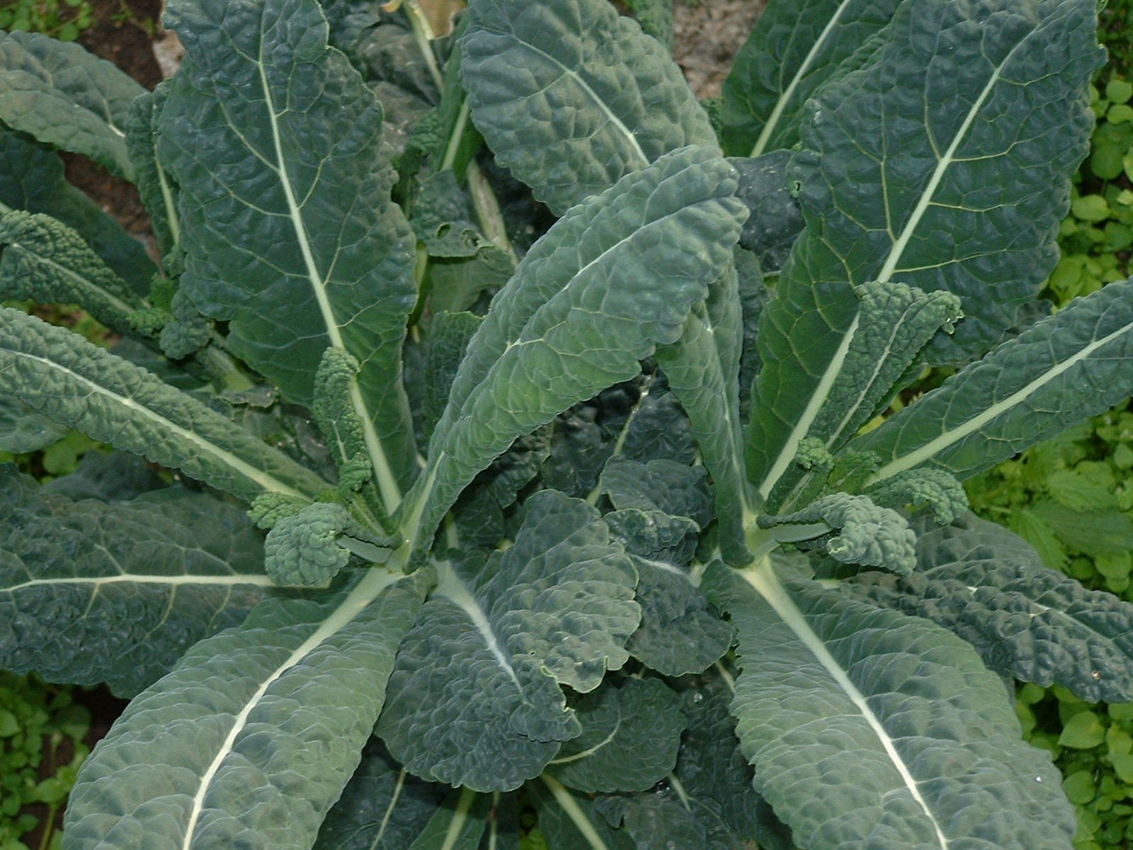 Pianta di cavolo nero di Toscana in vaso