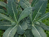 Pianta di cavolo nero di Toscana in vaso
