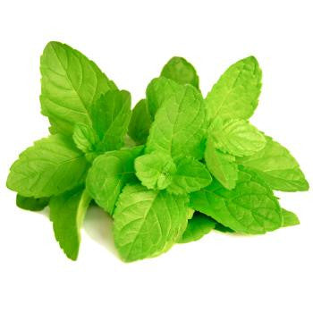 Pianta di Menta piperita vaso