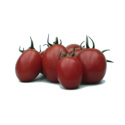 Pianta di Pomodoro datterino ibrido in vaso