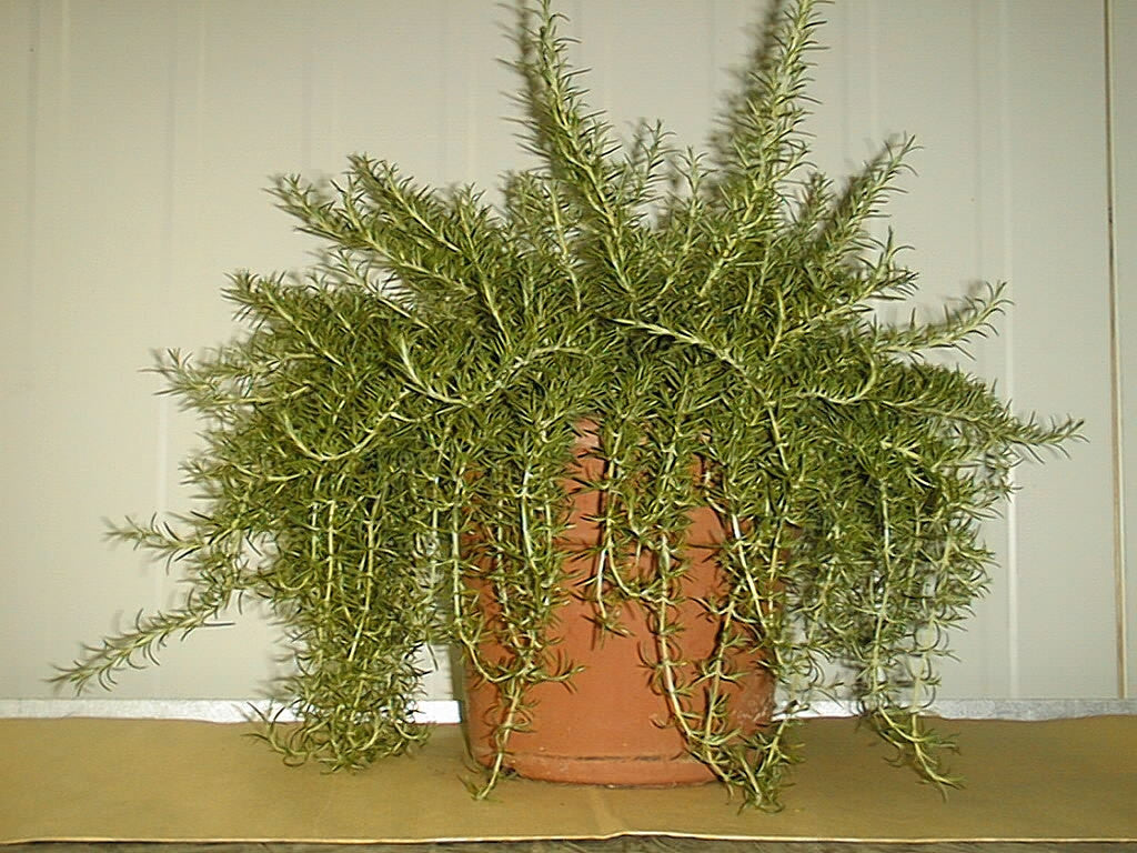 Romarin rampant en pot