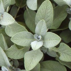 Plante de sauge géante en pot