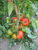 Pianta di Pomodoro tondo Saint Pierre in vaso