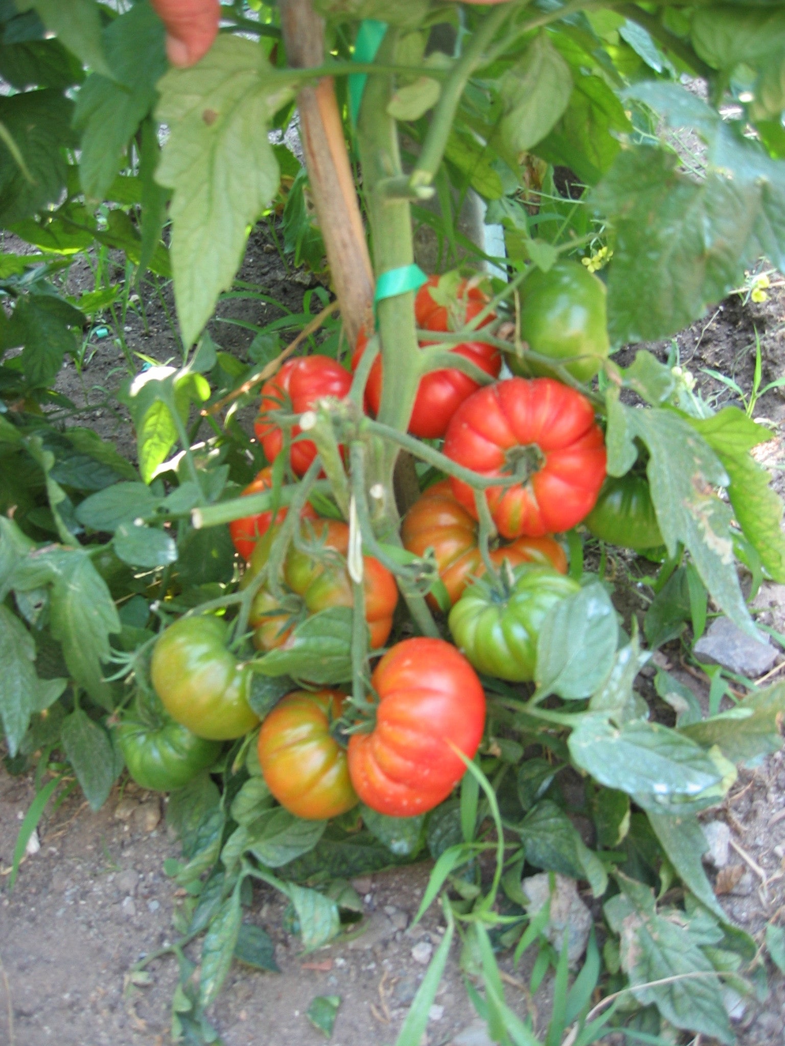 Sementi Pomodoro tondo Saint Pierre