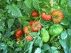 Pianta di Pomodoro tondo Saint Pierre in vaso