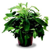 Pianta di Salvia comune in vaso