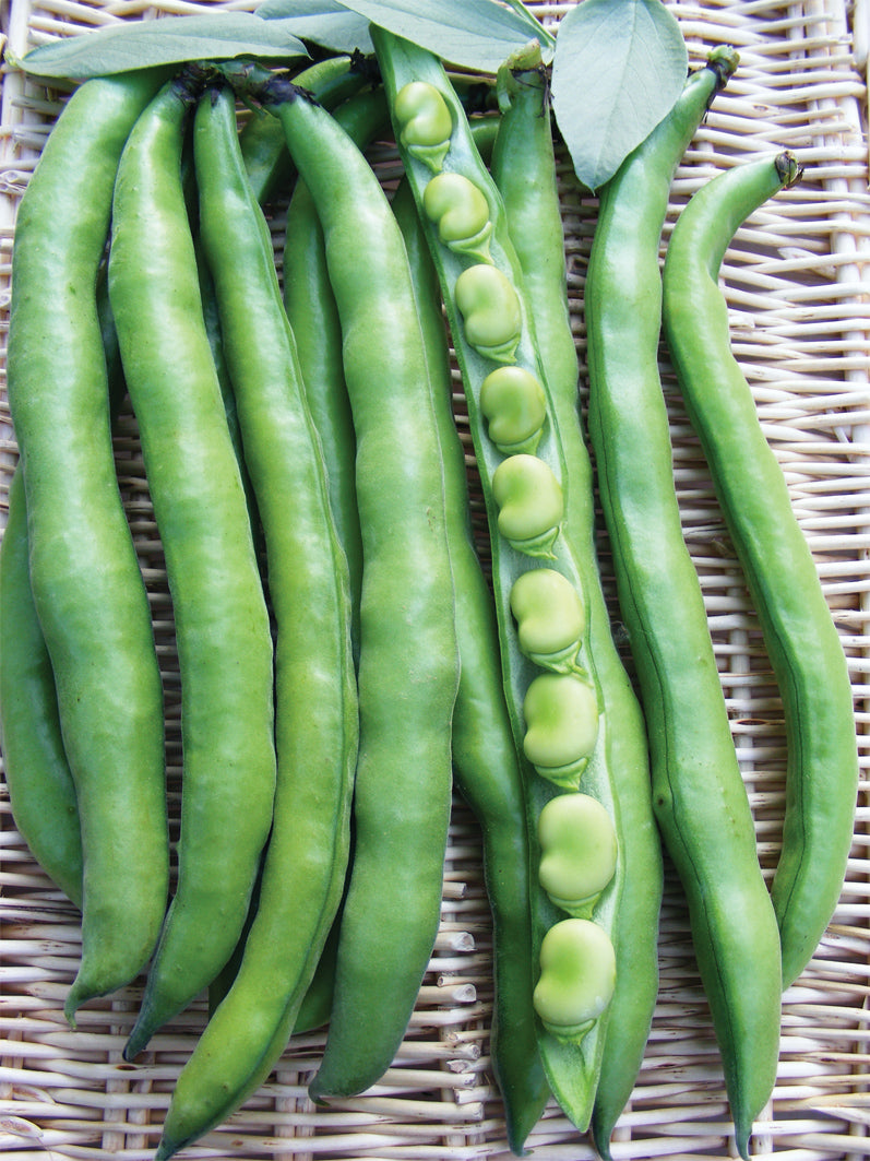 Semi di fava aguadulce supersimonia 1 kg