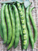 Semi di fava aguadulce supersimonia 1 kg