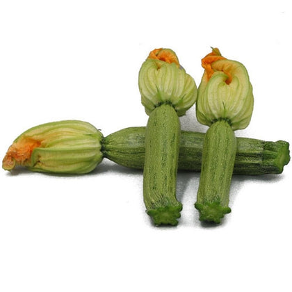 Pianta di Zucchina Genovese vaso