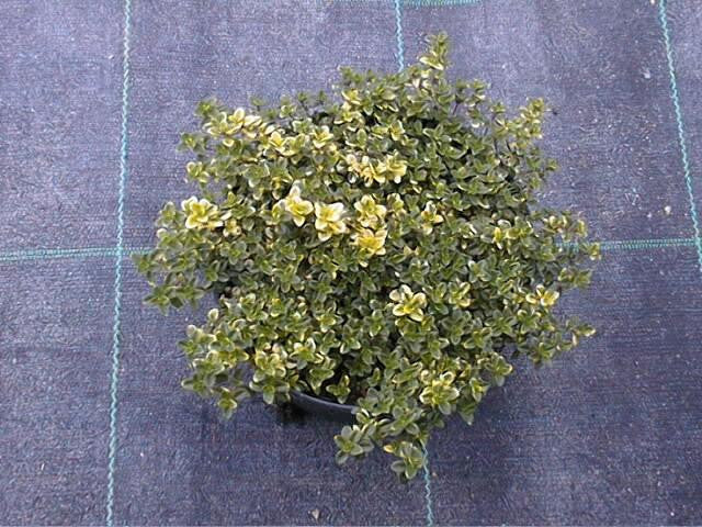 Vase de thym citronné 'Doone valley'