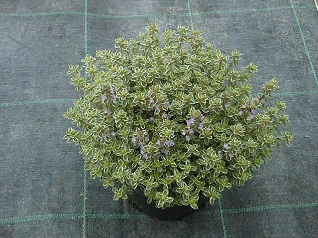 Thym citronné 'Lady D.' pot