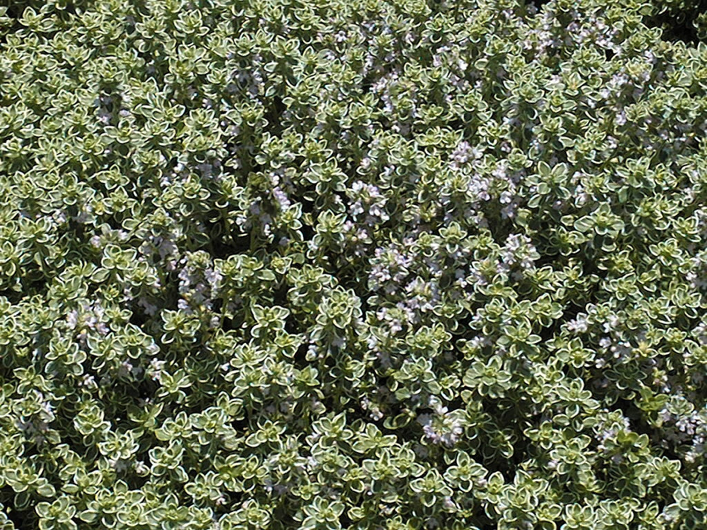 Thym citronné 'Lady D.' pot