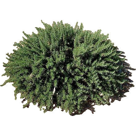 Romarin rampant en pot