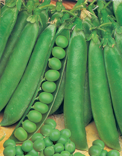 Pianta di pisello mezza rama Utrillo