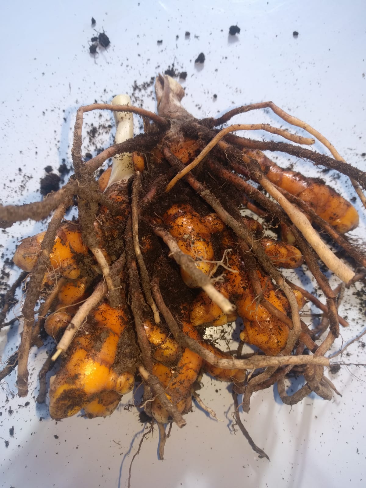 Pianta di curcuma in vaso
