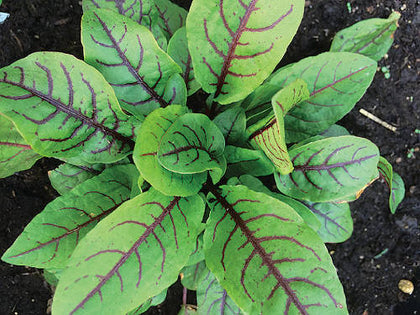 Pianta di Romice sanguineo in vaso