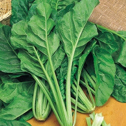 Plant de blettes à couper en pot