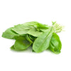 Oseille verte en pot