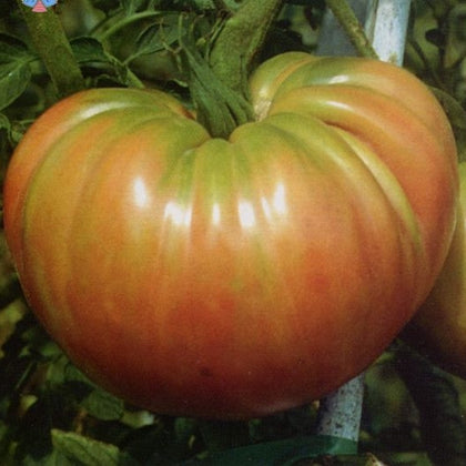 Pianta di Pomodoro Belmonte Oxheart in vaso