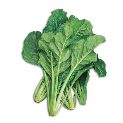 Pianta di Bietolina da taglio vaso