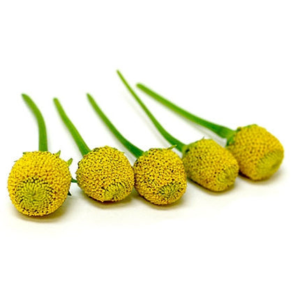 Pianta di Brede mafane (acmella) vaso