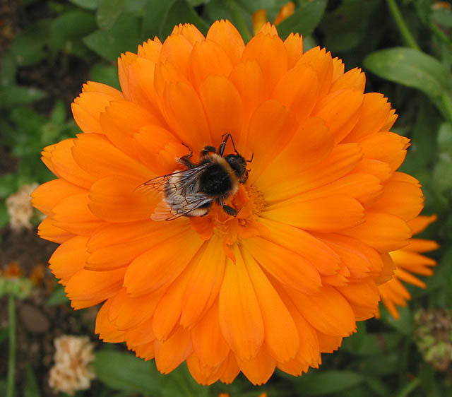 Plante en pot Calendula officinalis