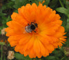 Plante en pot Calendula officinalis