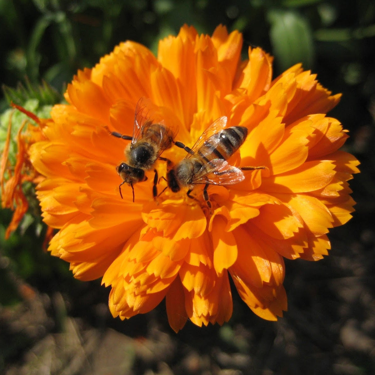Plante en pot Calendula officinalis
