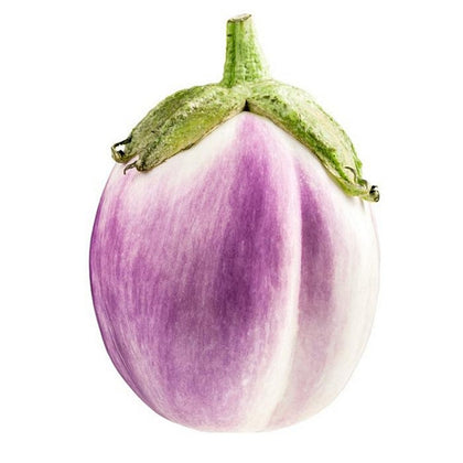 Pianta di Melanzana tonda Rosa bianca vaso