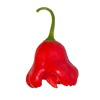 Pianta di Peperoncino Cappello di Prete vaso