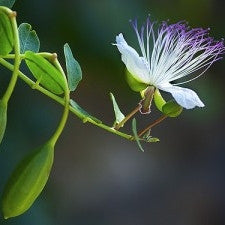 Pianta di Cappero spinoso in vaso