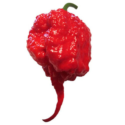Pianta di Peperoncino Carolina Reaper vaso