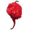 Pianta di Peperoncino Carolina Reaper vaso