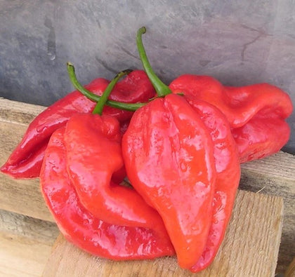 Pianta di Peperoncino Scotch Bonnet vaso