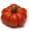 Plant de tomate à côtes hybride en pot