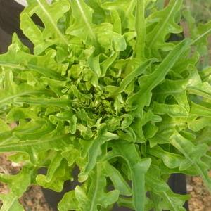 12 Piante di lattuga barba del frate verde