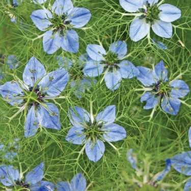 Pianta di Cumino nero in vaso