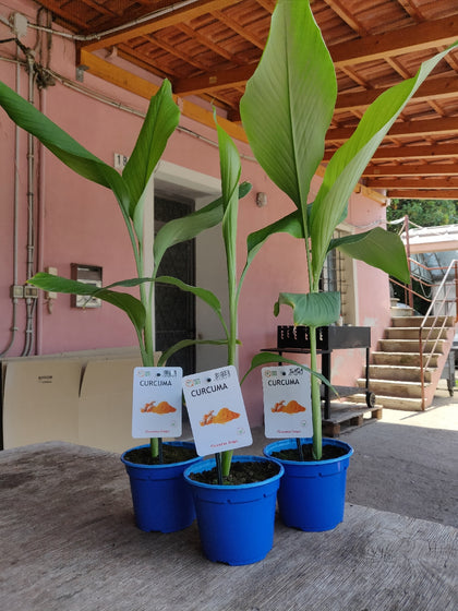 Pianta di curcuma in vaso