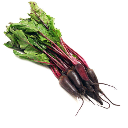 Pianta di Barbabietola Cylindra vaso