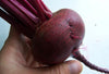 Pianta di Barbabietola rossa d'Egitto
